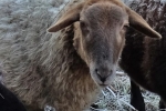 Schaf ohne Ohrmarke