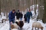 Waldwanderung mit Schafen 10