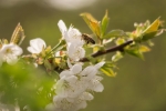 Honigbiene an Obstblüten