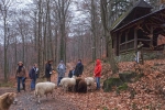 Waldwanderung mit Schafen 17 10x15s
