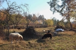 Schafe auf der Wg-Jäckel-Weide 2 10x16s