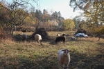 Schafe auf der Wg-Jäckel-Weide 3 10x13s