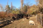 Schafe auf der Wg-Jäckel-Weide 4 10x15s