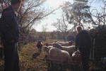 Schafe umstellen 01 10x14s