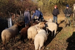Schafe umstellen 03 10x15s