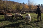 Schafe umstellen 07 10x16s