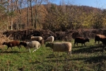 Schafe umstellen 08 FAKE 10x30s