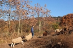 Schafe umstellen 15 10x13s