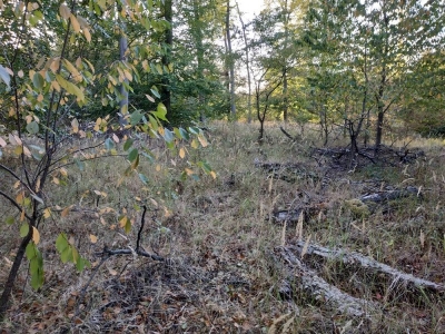 Bild 7: versteppende Waldfläche