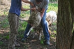 Böckchenweide - Schafpflege 2