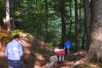 Schafe im Wald 01