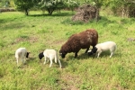 Schafe und Lämmer 02