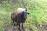 Schafe und Lämmer 03