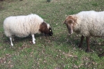 Schafe und Lämmer 04