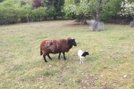 Schafe und Lämmer 07