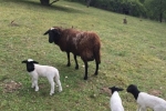 Schafe und Lämmer 10
