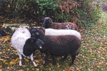 Schafe auf der Bips-Weide 1