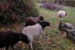 Schafe auf der Bips-Weide 2