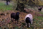 Schafe auf der Bips-Weide 4