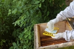 Kurzzeitbehandlung am Bienenstand 2