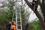 Steinkauzröhren bei Bickenbach 1