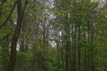 Vogelstimmenwanderung - Wald