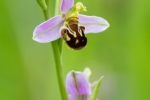 Bienenragwurz 2