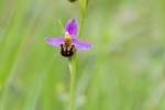 Bienenragwurz 3