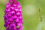 Piramidenorchis 1