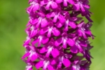 Priamidenorchis 2