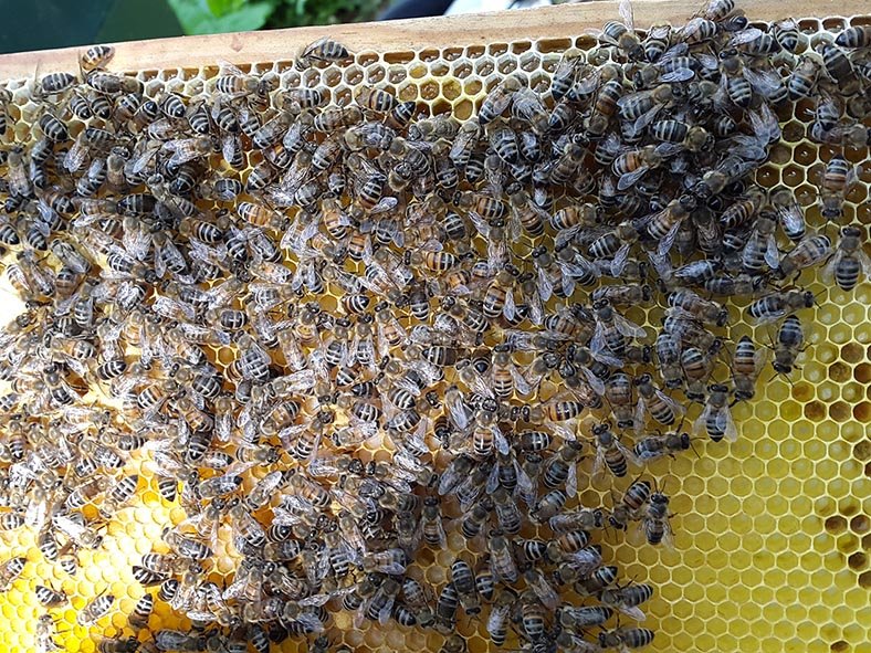Brutwabe mit Bienen