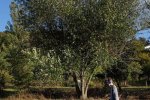 Einsatz-Bienenweide-06-10x14s