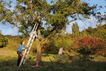 Einsatz-Bienenweide-17-10x15s