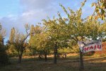 Einsatz-Bienenweide-18-10x13s