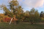 Einsatz-Bienenweide-19-10x26s
