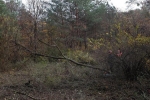 Malcher Tann 03