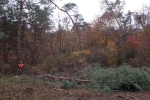 Malcher Tann 16