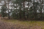 Pfadfinderweide 1