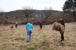 Mäharbeiten 3