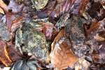 Erdkröten-Flut 2