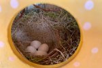 Hausrotschwanz-Nest-im-Türkranz-2-Sylvia-Bonin