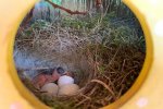Hausrotschwanz-Nest-im-Türkranz-3-Sylvia-Bonin