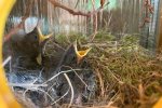 Hausrotschwanz-Nest-im-Türkranz-4-Sylvia-Bonin