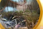 Hausrotschwanz-Nest-im-Türkranz-5-Sylvia-Bonin
