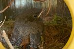 Hausrotschwanz-Nest-im-Türkranz-6-Sylvia-Bonin