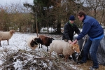 Bock-Transport 2