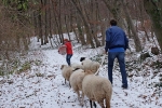 Waldwanderung mit Schafen 01