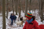 Waldwanderung mit Schafen 07