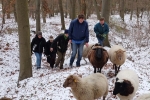 Waldwanderung mit Schafen 08