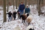 Waldwanderung mit Schafen 09